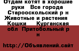 Отдам котят в хорошие руки - Все города, Старооскольский р-н Животные и растения » Кошки   . Курганская обл.,Притобольный р-н